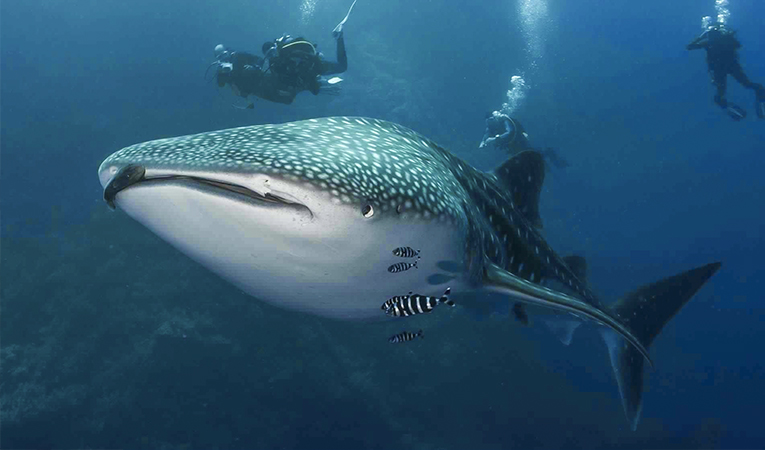 The emergence of the peaceful whale shark, Bahloul, in the Red Sea Photo